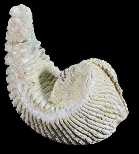 Cretaceous Fossil Oyster (Rastellum) - Madagascar #54420